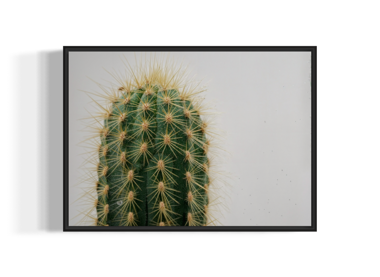 Cactus (Poster)