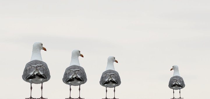 The Gulls (Digital Download)